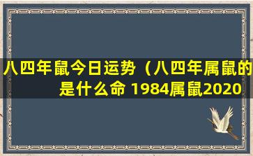 八四年鼠今日运势（八四年属鼠的是什么命 1984属鼠2020年运 🐒 势-十二星座网）